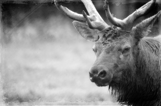 Elk Preserve - acheckedbag.wordpress.com